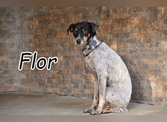 Wer möchte Flor zeigen, dass Vertrauen, Geborgenheit und ein eigenes Zuhause auf sie warten?