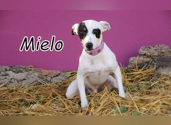 Möchtest du Mielo die Chance geben, sein Herz zu verschenken?