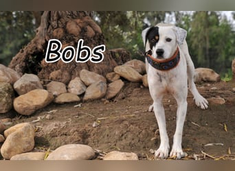 Möchtest du mit Bobs die Welt entdecken?