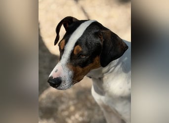 Ana - hübsche Bodeguero-Hündin sucht ihr Zuhause