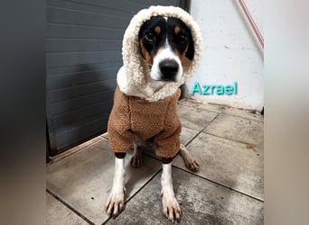 Azrael geb. 04/2021 (in Deutschland) - zärtlicher Bodeguero sucht Stabilität!