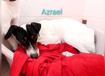 Azrael geb. 04/2021 (in Deutschland) - zärtlicher Bodeguero sucht Stabilität!