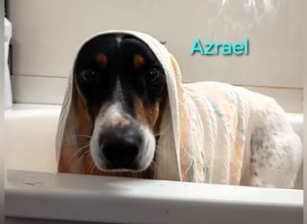 Azrael geb. 04/2021 (in Deutschland) - zärtlicher Bodeguero sucht Stabilität!