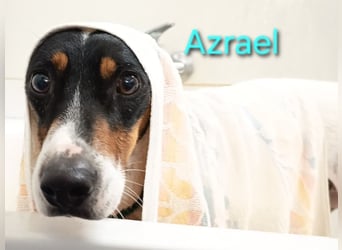 Azrael geb. 04/2021 (in Deutschland) - zärtlicher Bodeguero sucht Stabilität!