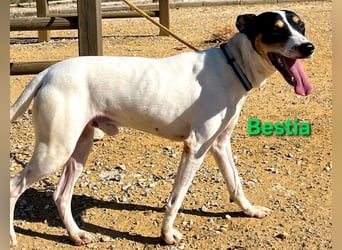Bestia geb. 09/2021 (ESP) - vertrauensvoller, gutmütiger und lieber Bodeguero!
