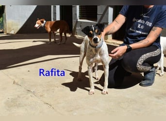 Rafita geb. 01/2020 (ESP) - menschenbezogener, kleiner Charmeur!
