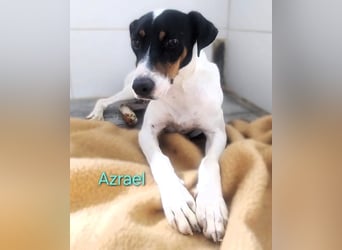 Azrael geb. 04/2021 (ESP) - zärtlicher Bodeguero sucht Stabilität!