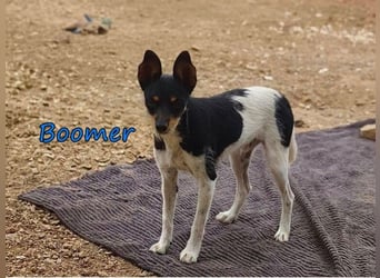 Boomer geb. 02/2026 (ESP) - schüchterner Bodeguero-Welpe sucht seine Familie!