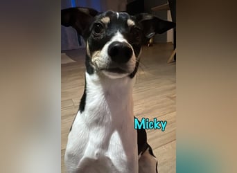 Wess1 (Micky) geb. 03/2025 (in Deutschland) - unglaublich liebevoller Hundepartner!