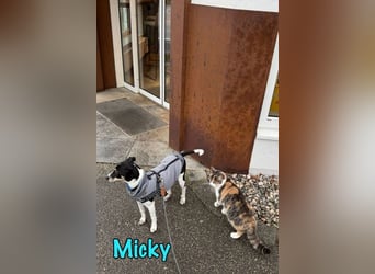 Wess1 (Micky) geb. 03/2025 (in Deutschland) - unglaublich liebevoller Hundepartner!