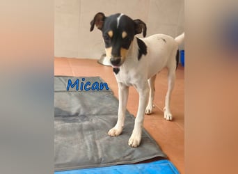 Mican geb. 07/2026 (ESP) - schüchterner Welpe der so viel mehr verdient hat!