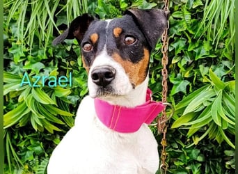 Azrael geb. 04/2021 (ESP) - zärtlicher Bodeguero sucht Stabilität!