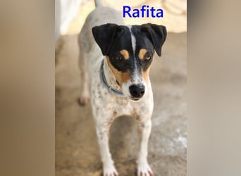 Rafita geb. 01/2020 (ESP) - menschenbezogener, kleiner Charmeur!