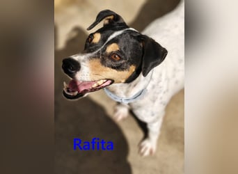 Rafita geb. 01/2020 (ESP) - menschenbezogener, kleiner Charmeur!