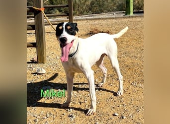 NOTFALL Mikel geb. 09/2021 (ESP) - vertrauensvoller, gutmütiger und lieber Bodeguero!