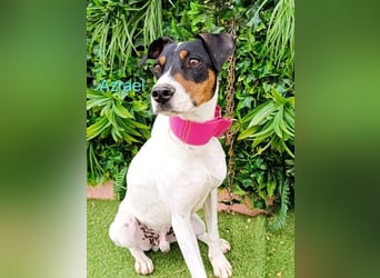 Azrael geb. 04/2021 (ESP) - zärtlicher Bodeguero sucht Stabilität!