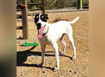 Bestia geb. 09/2021 (ESP) - vertrauensvoller, gutmütiger und lieber Bodeguero!