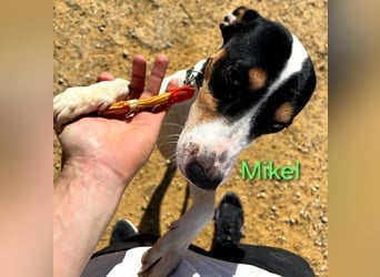 NOTFALL Mikel geb. 09/2021 (ESP) - vertrauensvoller, gutmütiger und lieber Bodeguero!