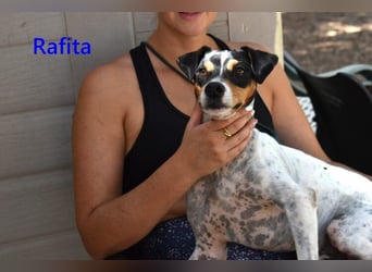 Rafita geb. 01/2020 (ESP) - menschenbezogener, kleiner Charmeur!