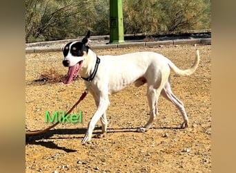 NOTFALL Mikel geb. 09/2021 (ESP) - vertrauensvoller, gutmütiger und lieber Bodeguero!