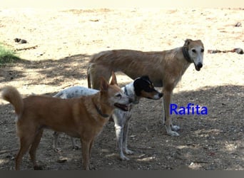 Rafita geb. 01/2020 (ESP) - menschenbezogener, kleiner Charmeur!
