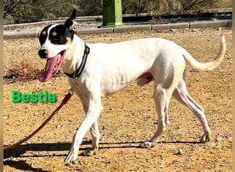 Bestia geb. 09/2021 (ESP) - vertrauensvoller, gutmütiger und lieber Bodeguero!