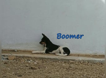 Boomer geb. 02/2026 (ESP) - schüchterner Bodeguero-Welpe sucht seine Familie!