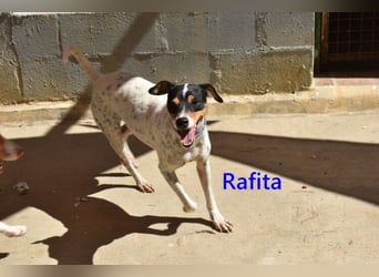 Rafita geb. 01/2020 (ESP) - menschenbezogener, kleiner Charmeur!