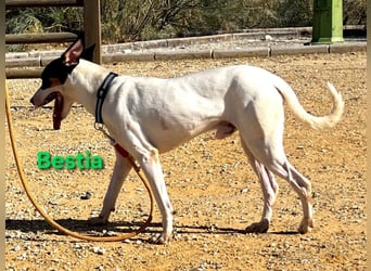 Bestia geb. 09/2021 (ESP) - vertrauensvoller, gutmütiger und lieber Bodeguero!