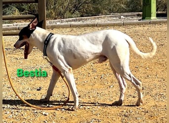 Bestia geb. 09/2021 (ESP) - vertrauensvoller, gutmütiger und lieber Bodeguero!