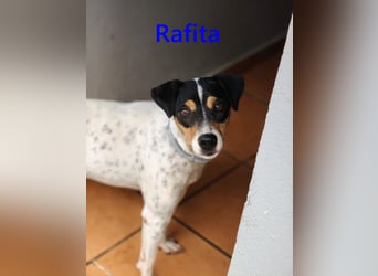 Rafita geb. 01/2020 (ESP) - menschenbezogener, kleiner Charmeur!