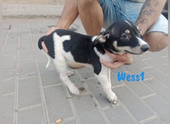Wess1 (Micky) geb. 03/2025 (in Deutschland) - unglaublich liebevoller Hundepartner!