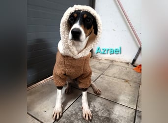 Azrael geb. 04/2021 (in Deutschland) - zärtlicher Bodeguero sucht Stabilität!