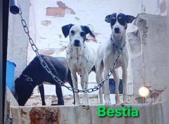 Bestia geb. 09/2021 (ESP) - vertrauensvoller, gutmütiger und lieber Bodeguero!