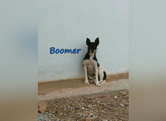 Boomer geb. 02/2026 (ESP) - schüchterner Bodeguero-Welpe sucht seine Familie!