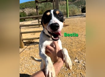 Bestia geb. 09/2021 (ESP) - vertrauensvoller, gutmütiger und lieber Bodeguero!