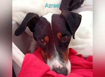 Azrael geb. 04/2021 (ESP) - zärtlicher Bodeguero sucht Stabilität!