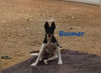 Boomer geb. 02/2026 (ESP) - schüchterner Bodeguero-Welpe sucht seine Familie!