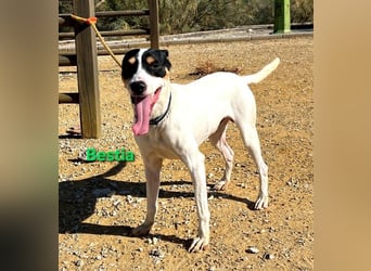 Bestia geb. 09/2021 (ESP) - vertrauensvoller, gutmütiger und lieber Bodeguero!