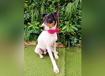 Azrael geb. 04/2021 (ESP) - zärtlicher Bodeguero sucht Stabilität!