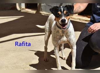 Rafita geb. 01/2020 (ESP) - menschenbezogener, kleiner Charmeur!