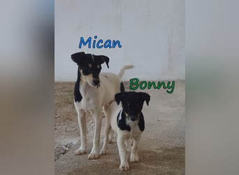 Mican geb. 07/2026 (ESP) - schüchterner Welpe der so viel mehr verdient hat!