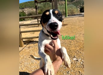 NOTFALL Mikel geb. 09/2021 (ESP) - vertrauensvoller, gutmütiger und lieber Bodeguero!