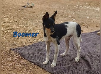 Boomer geb. 02/2026 (ESP) - schüchterner Bodeguero-Welpe sucht seine Familie!