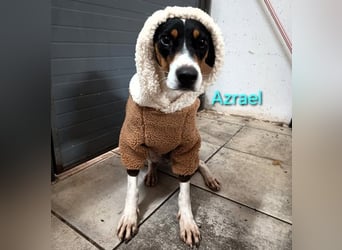 Azrael geb. 04/2021 (in Deutschland) - zärtlicher Bodeguero sucht Stabilität!