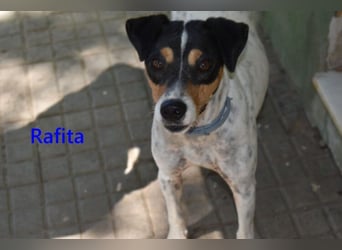 Rafita geb. 01/2020 (ESP) - menschenbezogener, kleiner Charmeur!