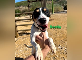 Bestia geb. 09/2021 (ESP) - vertrauensvoller, gutmütiger und lieber Bodeguero!