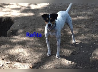Rafita geb. 01/2020 (ESP) - menschenbezogener, kleiner Charmeur!
