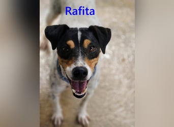Rafita geb. 01/2020 (ESP) - menschenbezogener, kleiner Charmeur!