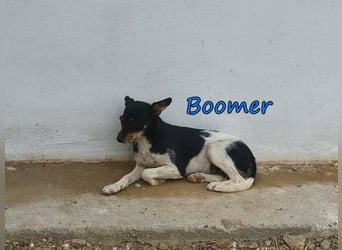 Boomer geb. 02/2026 (ESP) - schüchterner Bodeguero-Welpe sucht seine Familie!